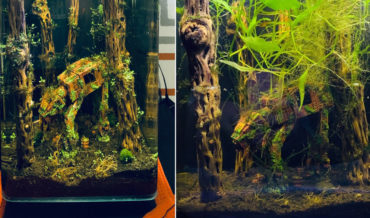 Abandoned Star Wars AT-AT In Fish Tank