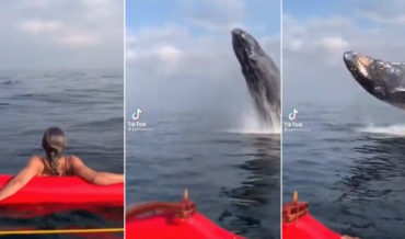 Whale Watchers In Kayaks Get The Surprise Of Their Lives