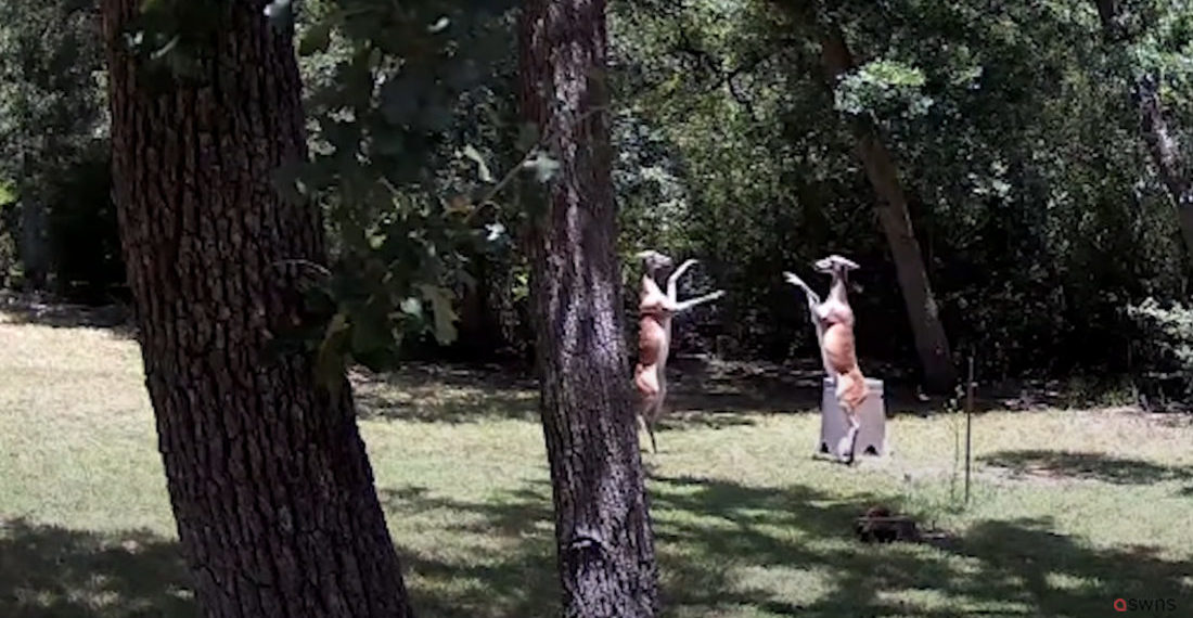 Two Deer Have T-Rex Arm Slappy Fight Over Backyard Corn Supply