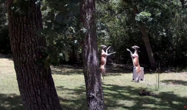 Two Deer Have T-Rex Arm Slappy Fight Over Backyard Corn Supply