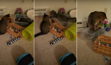 Failed Cat Attack Results In Instant Karma, Kitty Trapped Under Bin