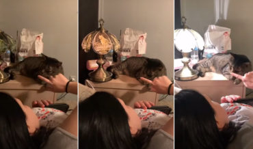 Woman Controls Touch Lamp By Tapping Cat’s Nose Who Has A Foot On It