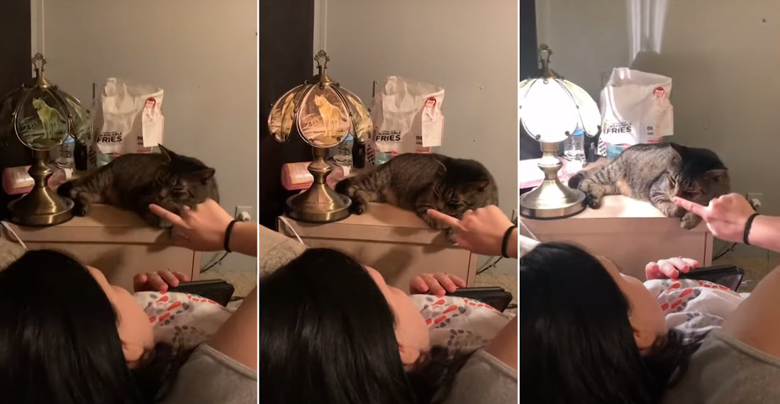 Woman Controls Touch Lamp By Tapping Cat’s Nose Who Has A Foot On It