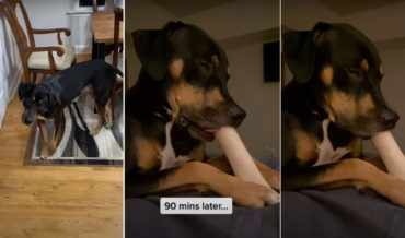 Woopsie: Dog Falls Asleep Chewing Bone After Accidentally Drugging Itself