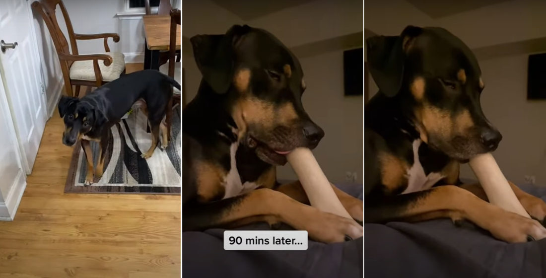 Woopsie: Dog Falls Asleep Chewing Bone After Accidentally Drugging Itself