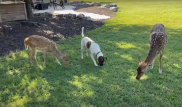 Dog Grazes On Grass With Deer Friends