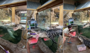 Alligator Unexpectedly Exits Its Exhibit During Feeding Time At Zoo