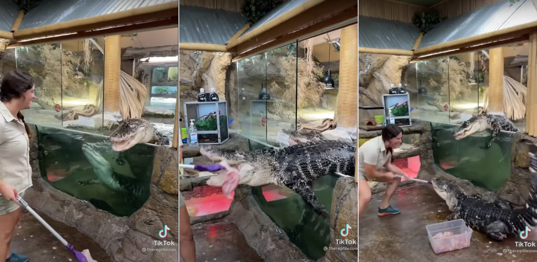 Alligator Unexpectedly Exits Its Exhibit During Feeding Time At Zoo