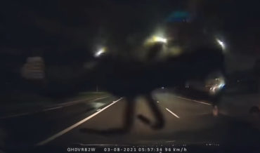 Giant Huntsman Spider In Car At Night Is How Accidents Happen