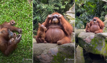 Orangutan Tries On Sunglasses Accidentally Dropped At Zoo