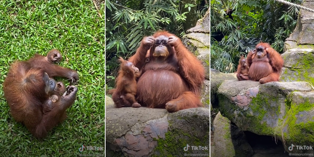Orangutan Tries On Sunglasses Accidentally Dropped At Zoo