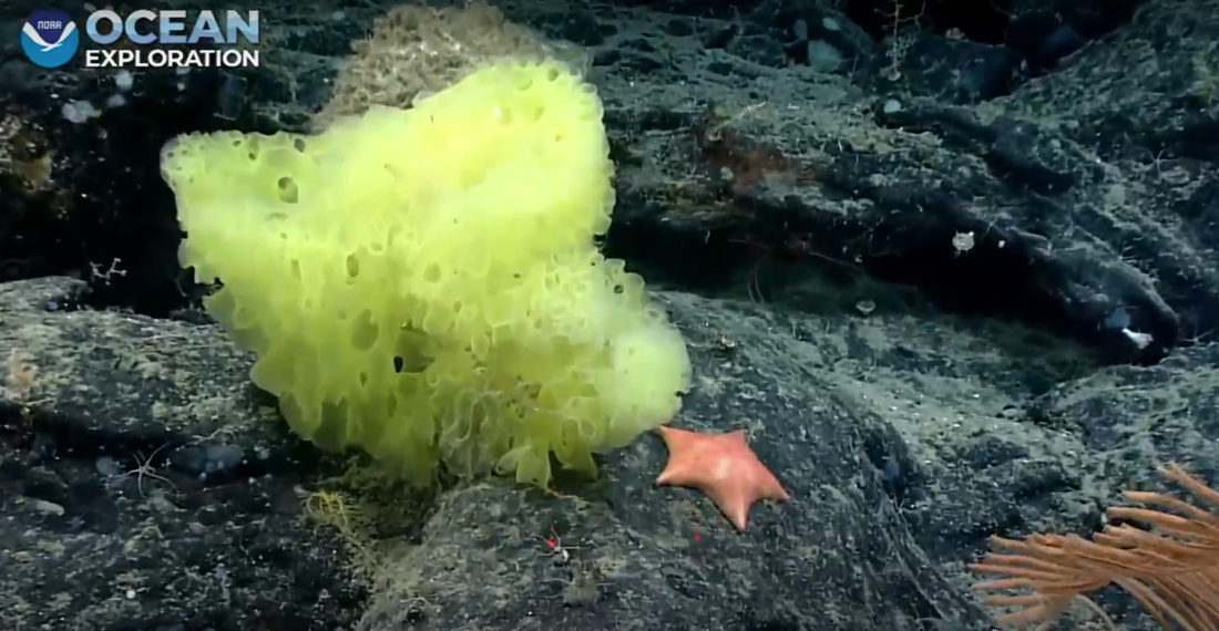 Real Life SpongeBob And Patrick Spotted Hanging Out On Sea Floor