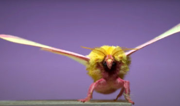 Up Up And Awaaaaay: Moths Taking Off In Super Slow Motion