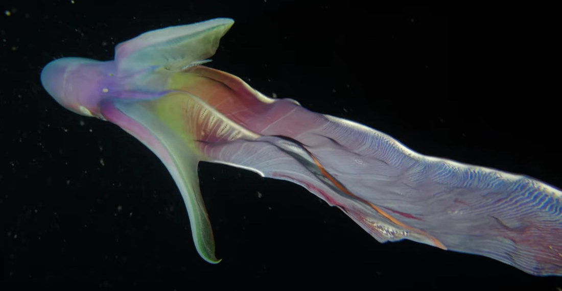 Stunning Footage Of A Prismatic Blanket Octopus