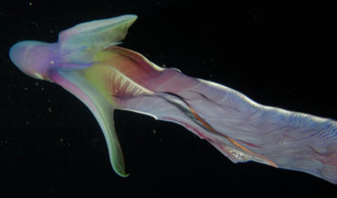 Stunning Footage Of A Prismatic Blanket Octopus