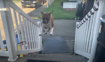 Slow-Motion Video Of Dog Leaping Up Stairs In Single Bound