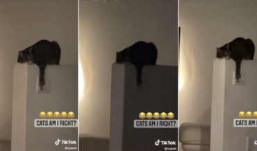Cat Laying On Ledge Constantly Turns Lights On And Off