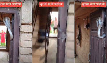 Home Security: Angry Cobra Guards Doorway