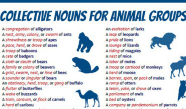 Valuable Info: Collective Nouns For Animal Groups
