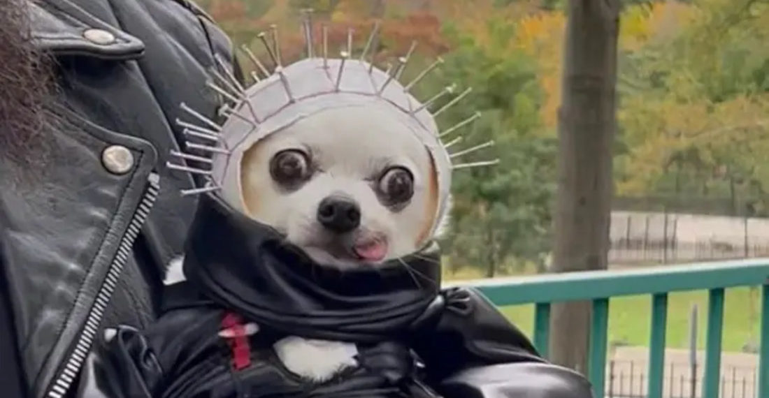 Little Dog’s Adorable Hellraiser Halloween Costume