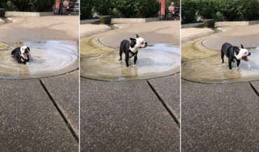 Dog Drinks Too Much Water At The Park