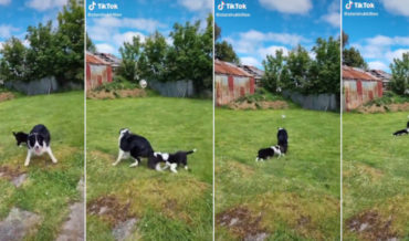 Dog Chases Ball Towing Playful Puppy Biting Its Tail