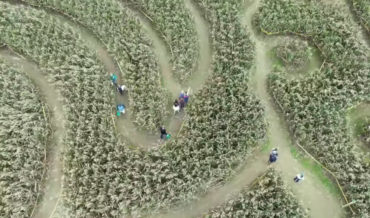 Drone Footage Of People Trying To Find Their Way Out Of A Corn Maze