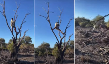 Man Falls And Bites It Hard Trying To Break Tree Limb
