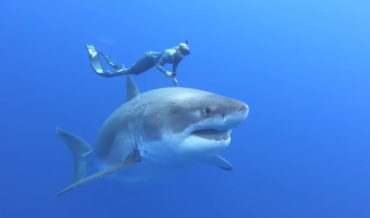 Swimming With A 20-Foot Long, 8-Foot Wide Great White Shark