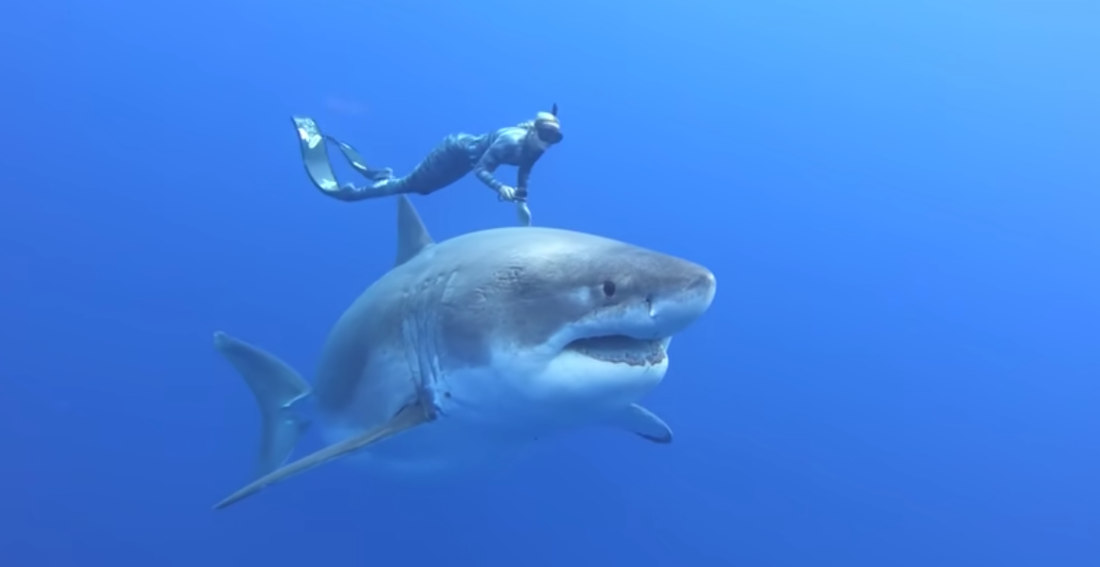 Swimming With A 20-Foot Long, 8-Foot Wide Great White Shark