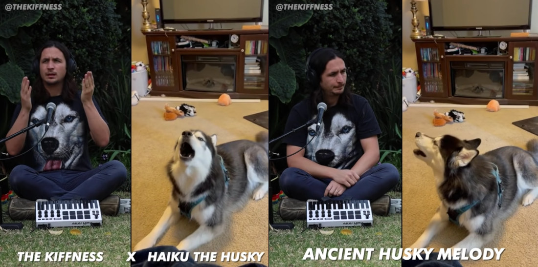 Talking Husky Gets Remixed Into Ancient Husky Melody