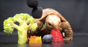 ASMR Video Of Little Tortoise Eating Fruits And Veggies