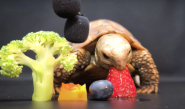 ASMR Video Of Little Tortoise Eating Fruits And Veggies