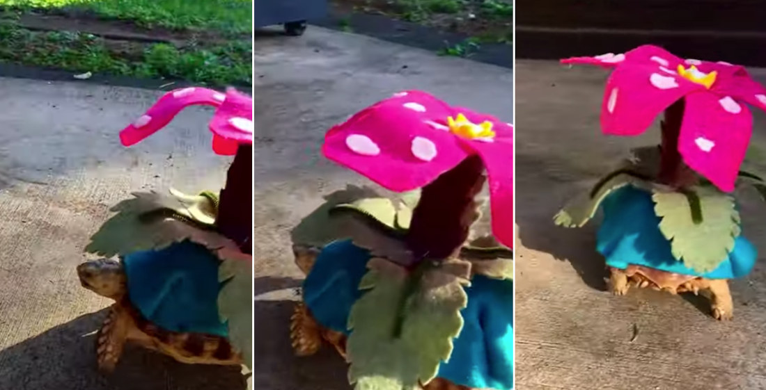 Pet Tortoise Shows Off Its Venusaur Pokemon Costume