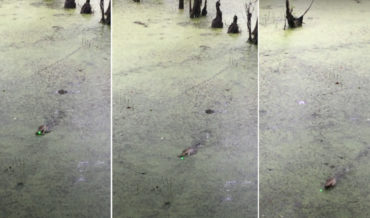 Baby Alligator Chases Green Laser Pointer