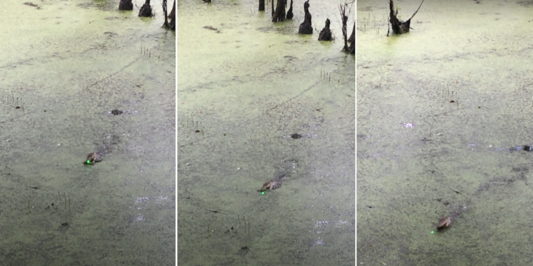 Baby Alligator Chases Green Laser Pointer