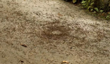 Video Of An Army Ant ‘Death Spiral’