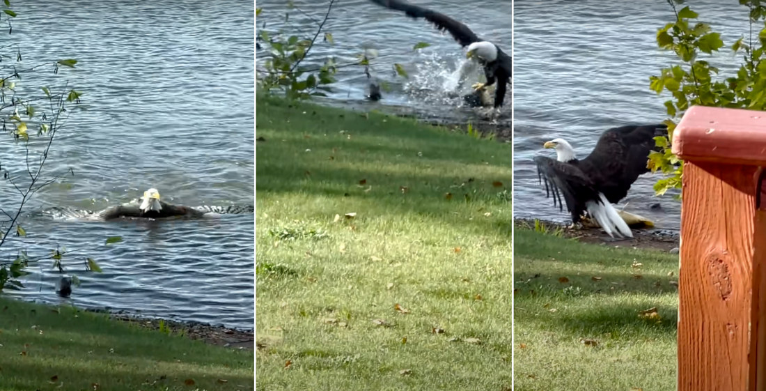 Gone Fishin’: Bald Eagle Pulls Large Carp Ashore To Dine On