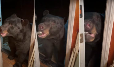Bear Closes Front Door After Woman Tells It To
