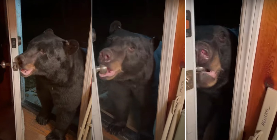 Bear Closes Front Door After Woman Tells It To
