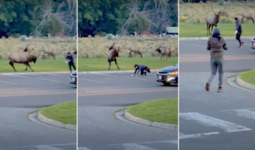 Bull Elk Charges Idiot At Yellowstone National Park