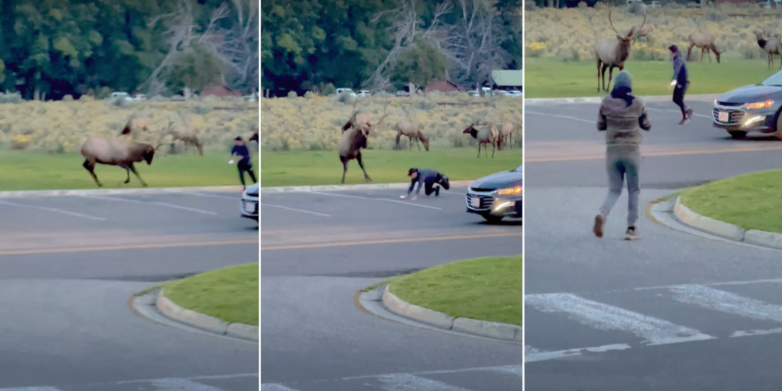 Bull Elk Charges Idiot At Yellowstone National Park