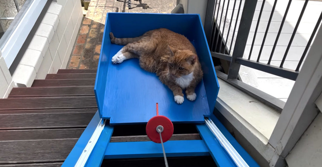 Awww: Man Builds Elevator For Elderly Cat Who Struggles Up Stairs