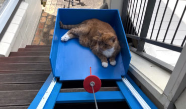 Awww: Man Builds Elevator For Elderly Cat Who Struggles Up Stairs