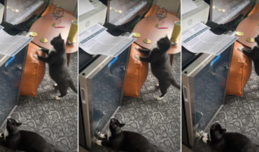 Cat Repeatedly Flinches At Computer Printer
