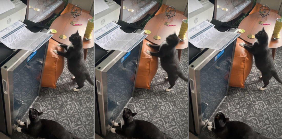 Cat Repeatedly Flinches At Computer Printer