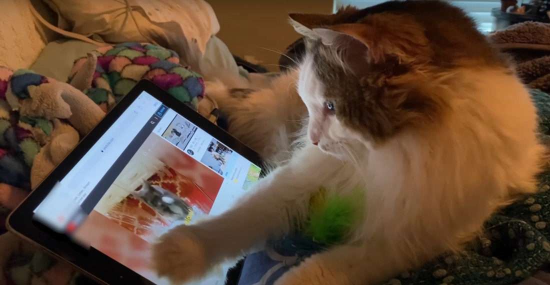 Cat Intently Watches Cat Videos On Tablet