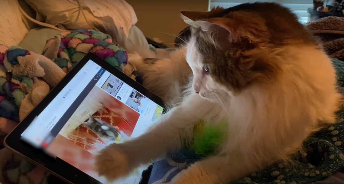 Cat watching youtube clearance