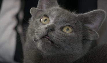 Midas, A Beautiful Cat Born With Four Ears
