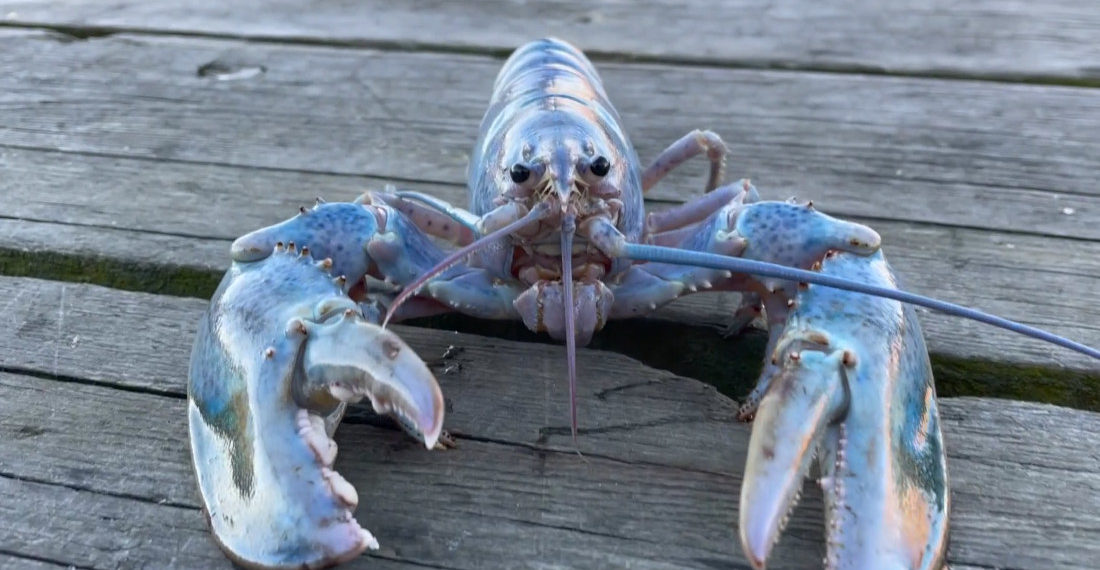 Lobsterman Catches ‘1-In-100-Million’ Cotton Candy Lobster